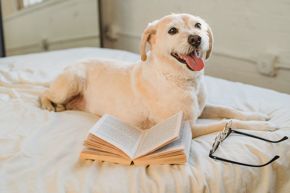  Futter für Hunde mit Magen-Darm-Problemen