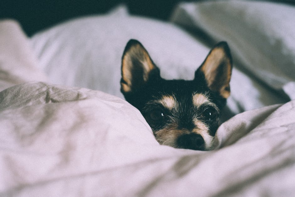 Hunde mit Magen-Darm-Infekt bekommen