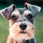 Magen-Darm-Störungen bei Hunden behandeln