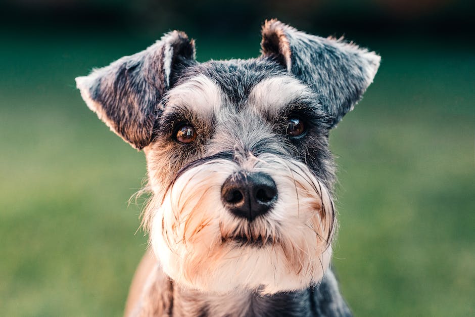 Magen-Darm-Störungen bei Hunden behandeln