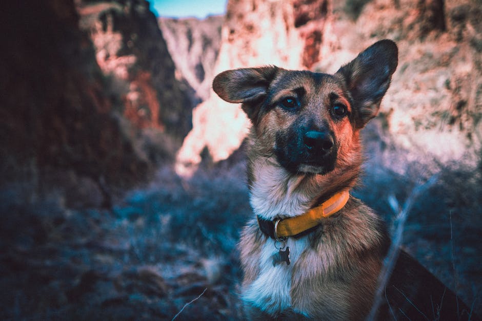 Magen-Darm-Probleme bei Hunden behandeln