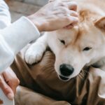 Hundefutter bei Magen-Darm-Problemen empfehlen