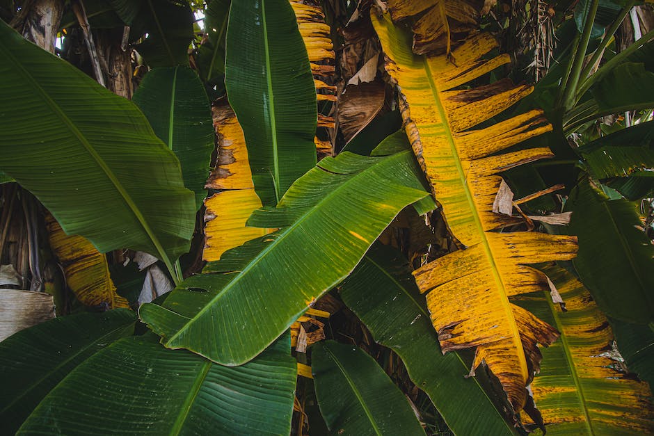 wie lange dauert die Verdauung von Bananen