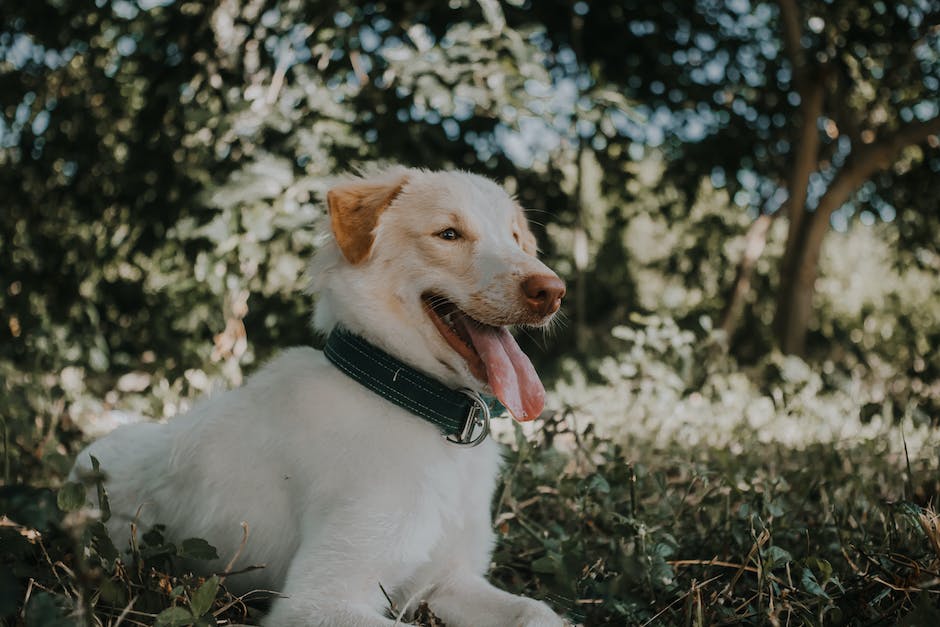 Magen-Darm-Grippe-Behandlung bei Hunden