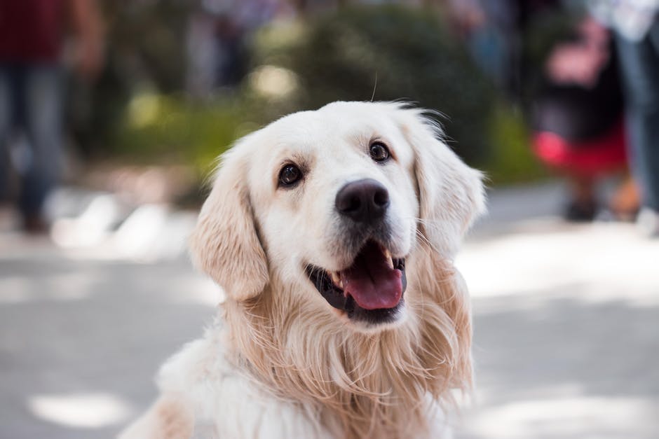 Länge der Magen-Darm-Grippe bei Hunden