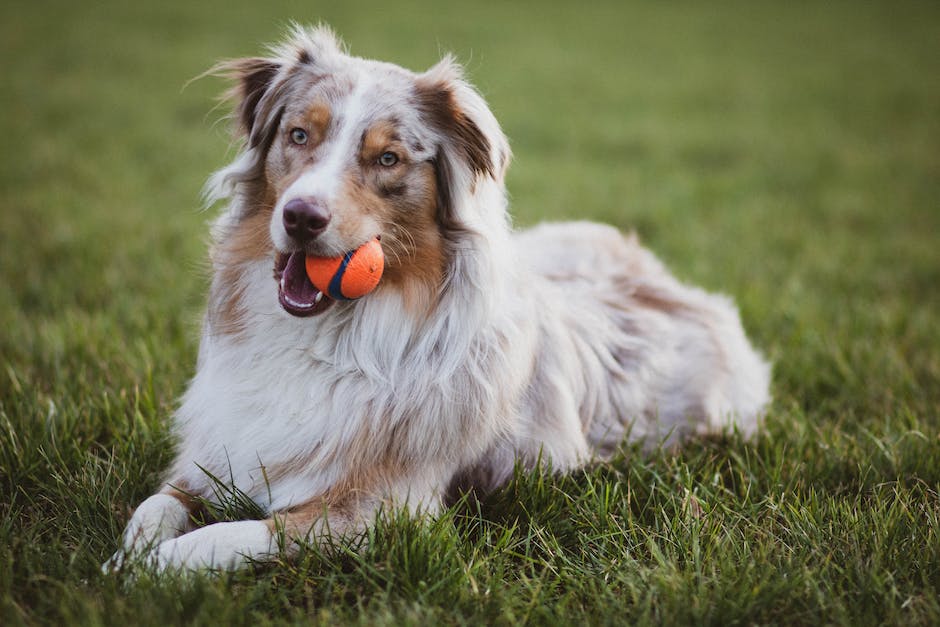 Magen-Darm-Infektion beim Hund dauert an