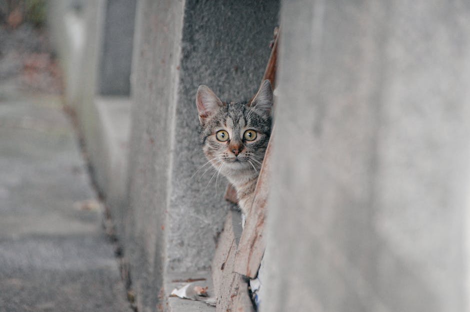 Magen-Darm-Krankheiten bei Katzen - Dauer und Symptome