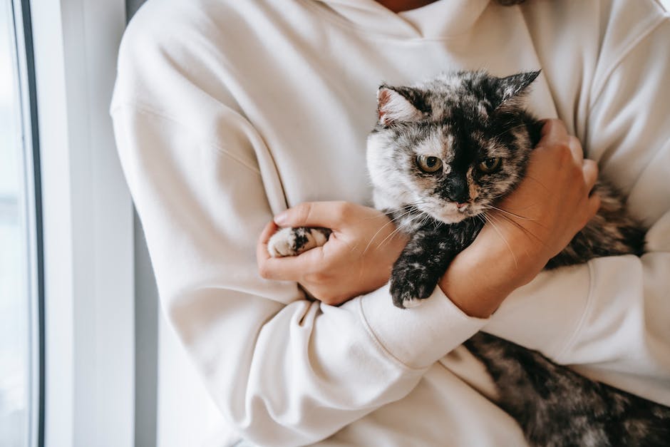 längere Magen-Darm-Erkrankungen bei Katzen