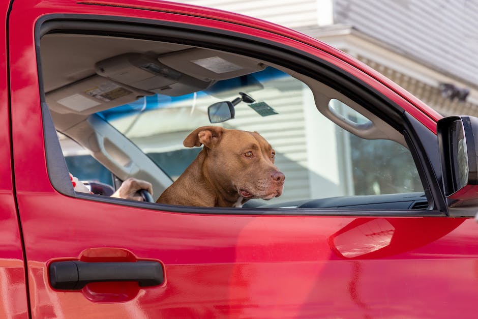 Magen-Darm-Dauer beim Hund