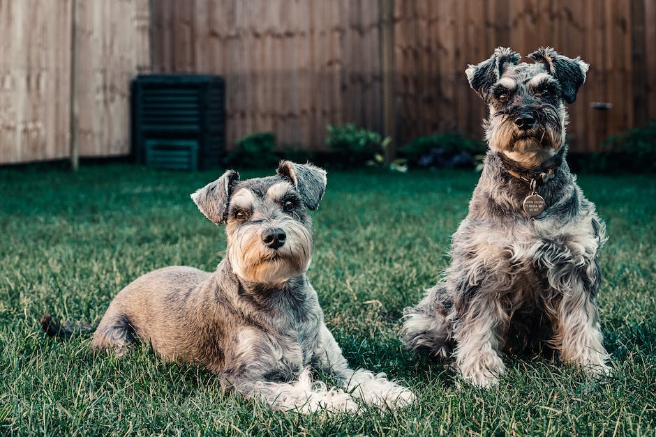 Magedarmprobleme des Hundes behandeln